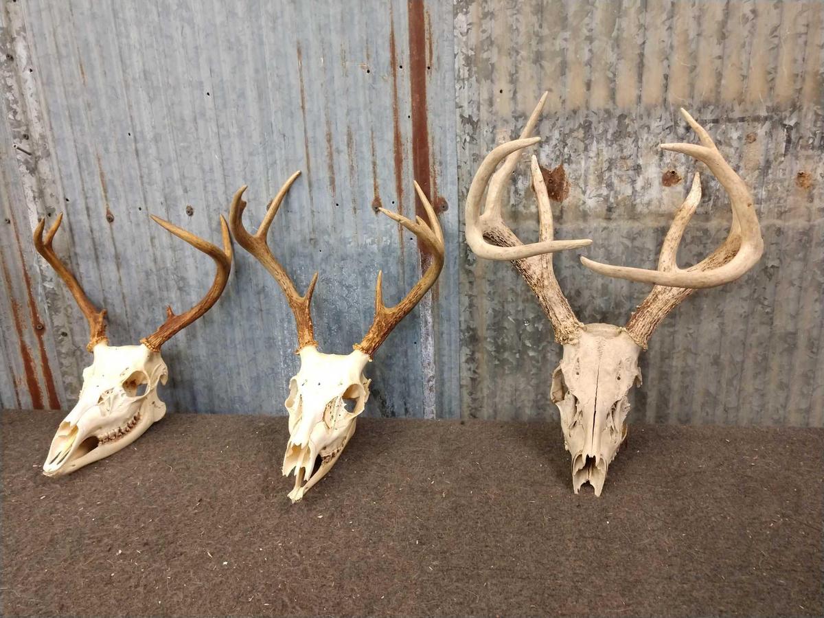 3 Whitetail Antlers On Skull