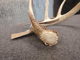 73 3/8" Wild Whitetail Shed Antler