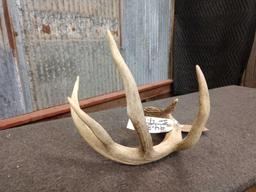 73 3/8" Wild Whitetail Shed Antler