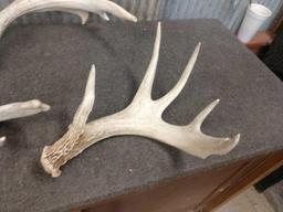 19 Pounds Of Whitetail Shed Antlers