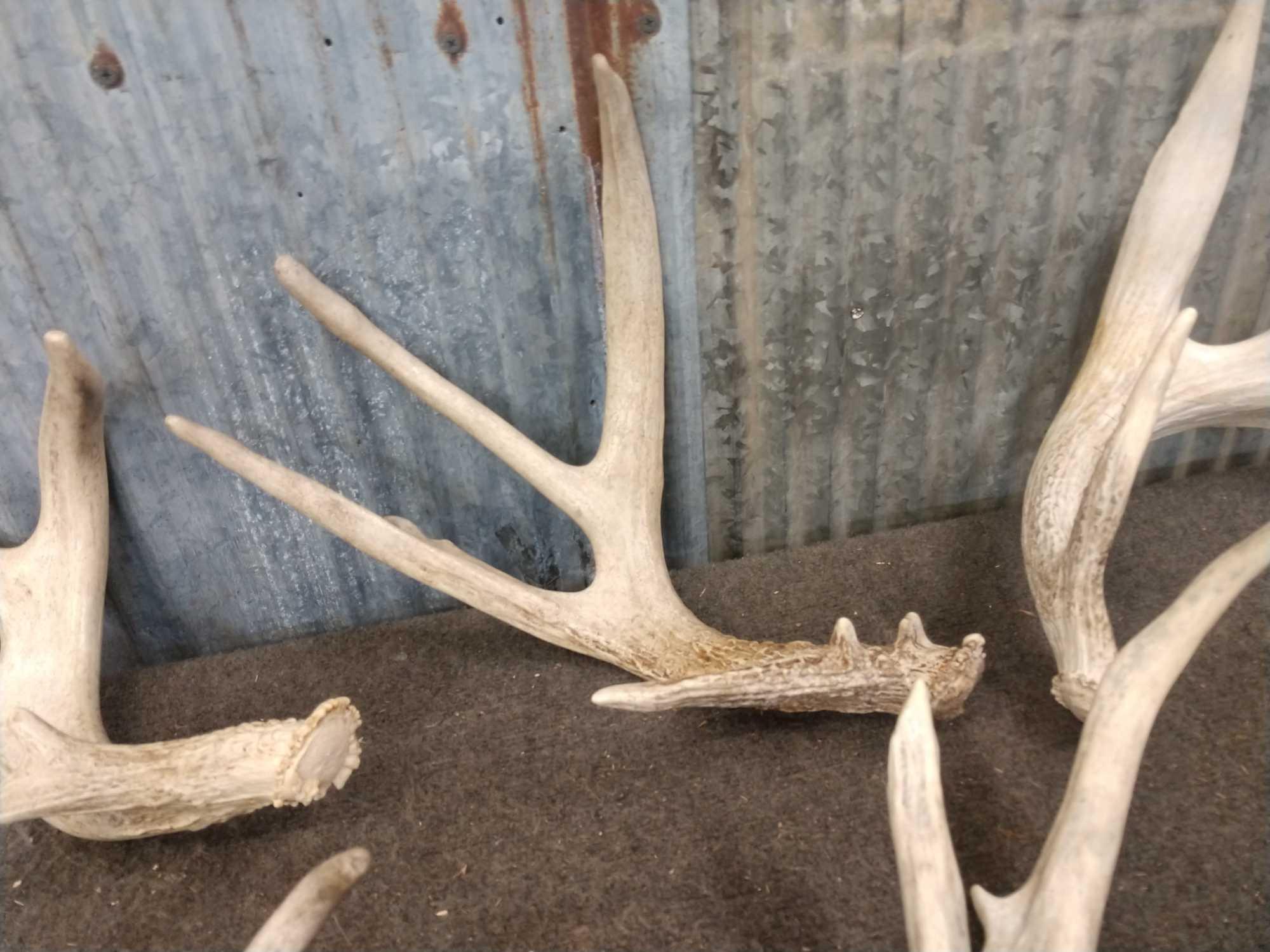 19 Pounds Of Whitetail Shed Antlers