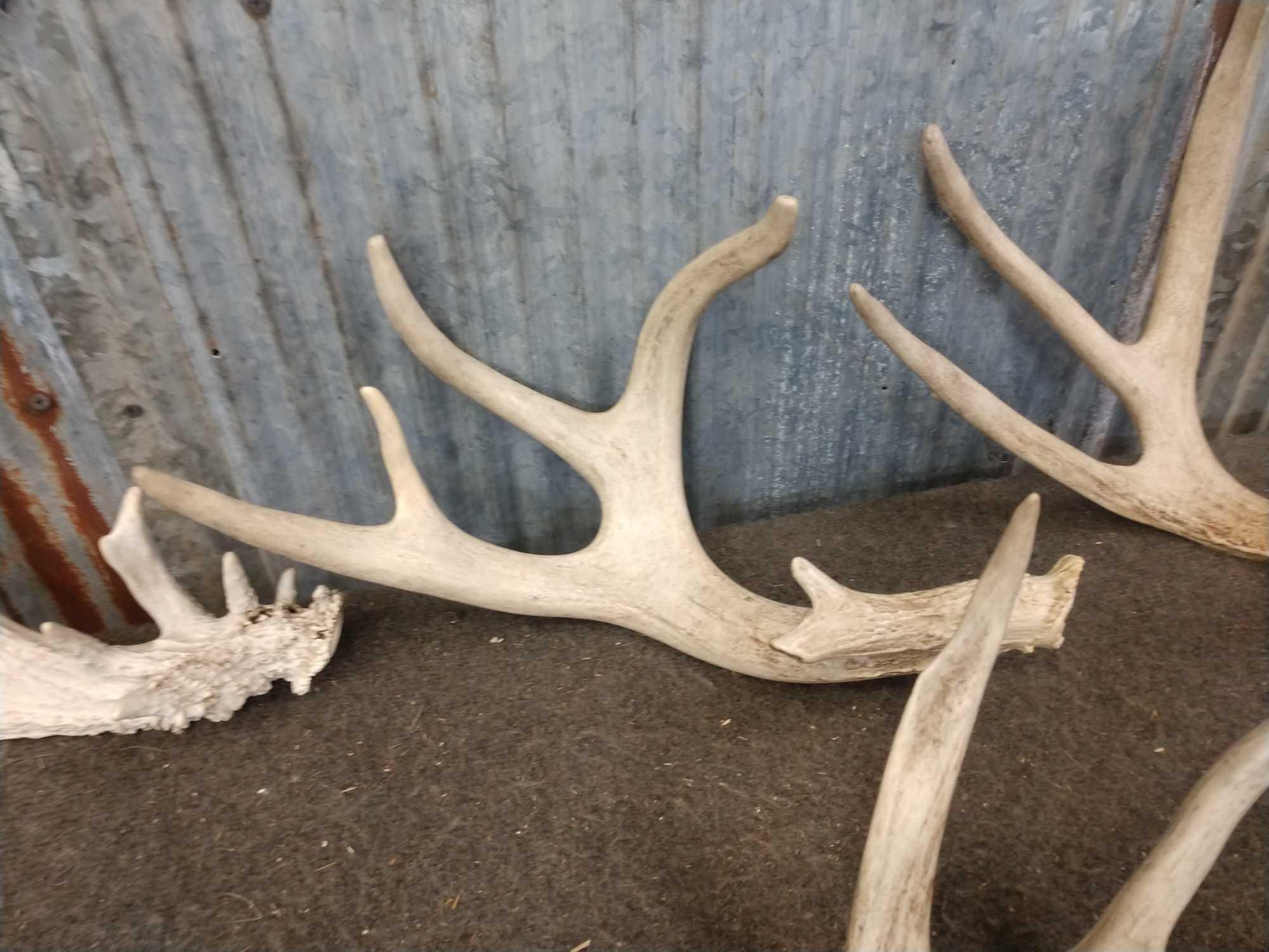 19 Pounds Of Whitetail Shed Antlers