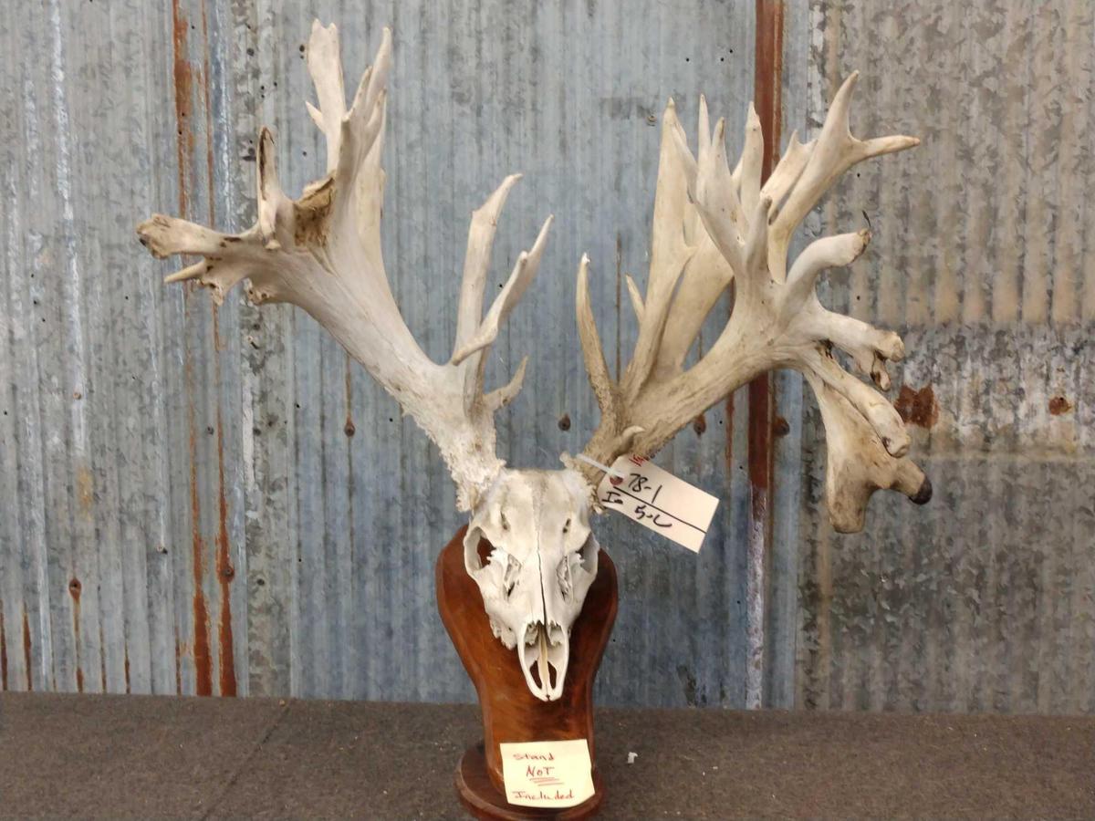 HUGE 309 Class Whitetail Antlers On Skull