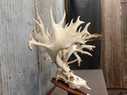 HUGE 309 Class Whitetail Antlers On Skull