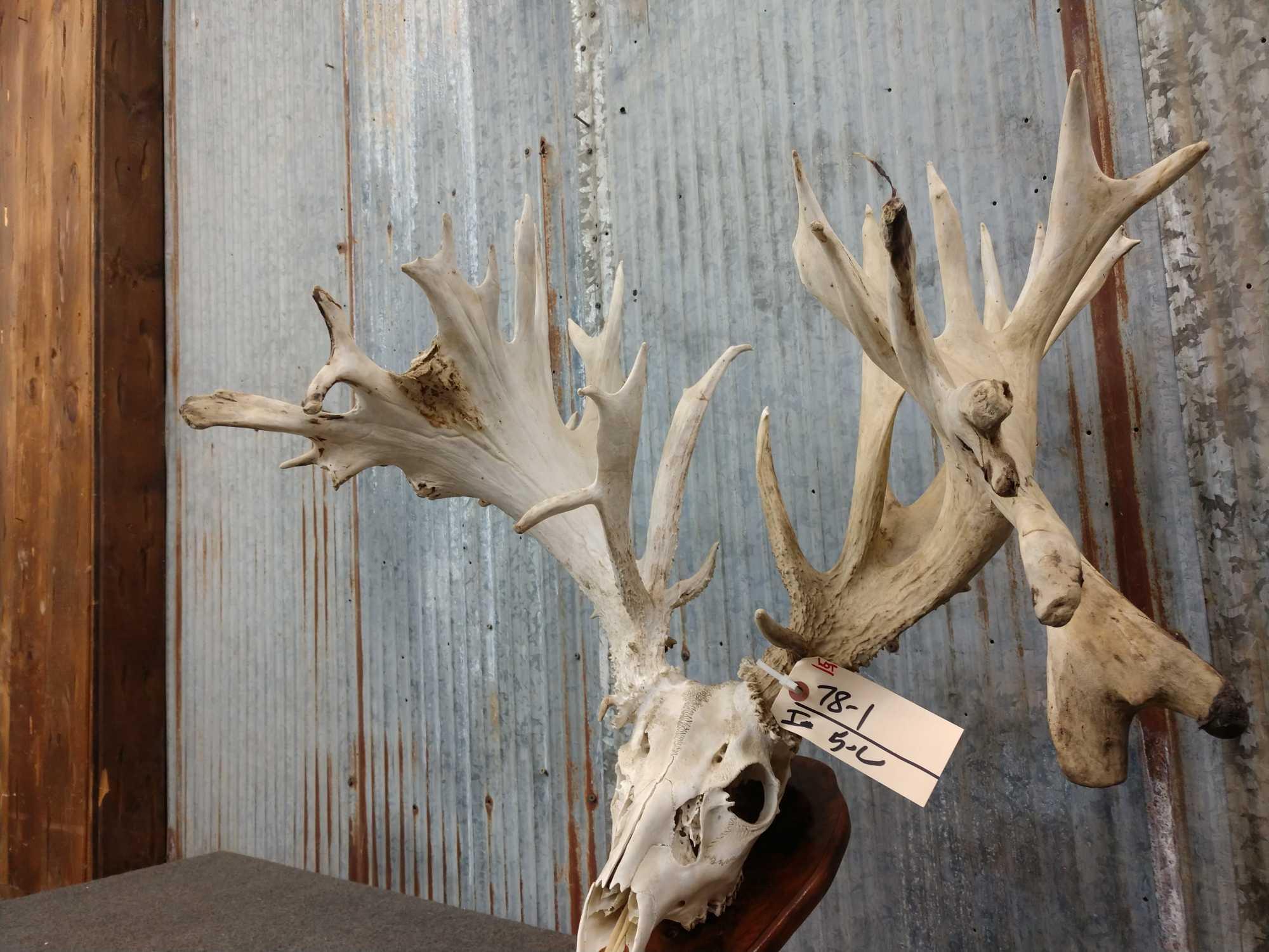 HUGE 309 Class Whitetail Antlers On Skull