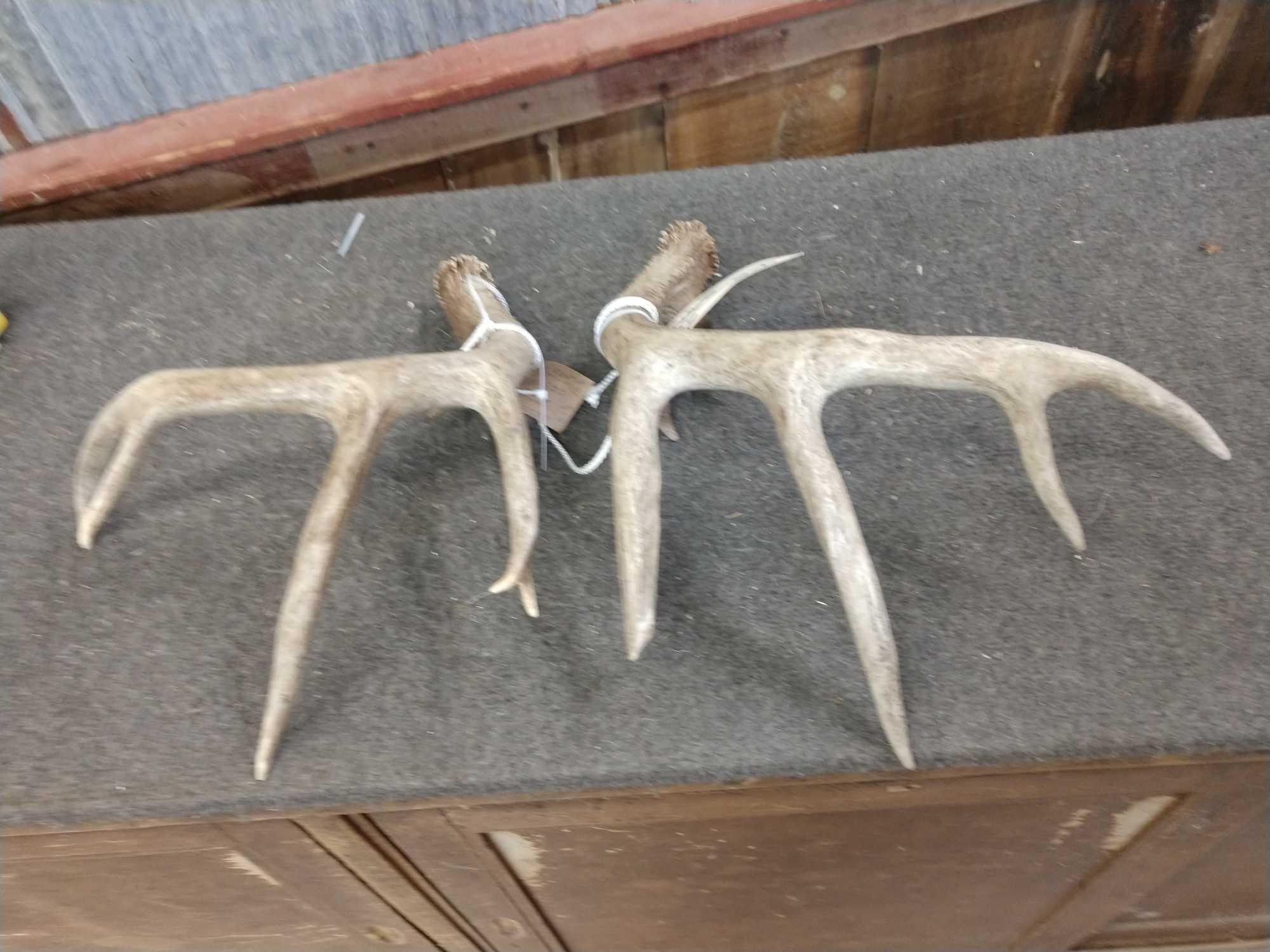 154 1/8" Wild Whitetail Shed Antlers