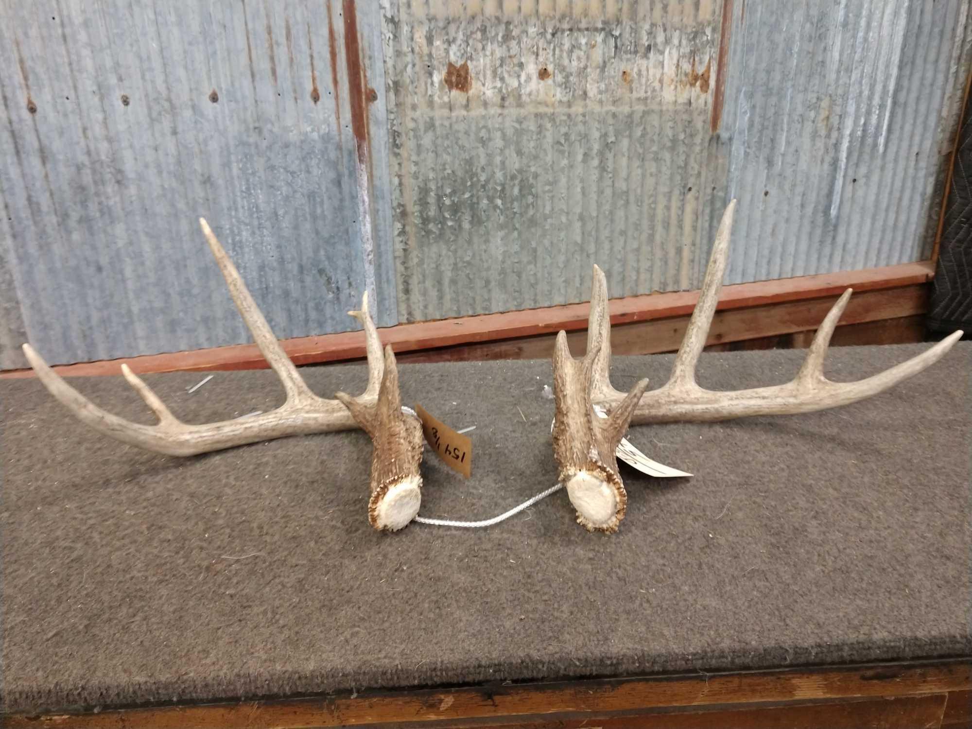 154 1/8" Wild Whitetail Shed Antlers