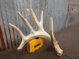 84" white tail shed antler