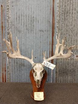 Main Frame 4x5 Whitetail Antlers On Skull