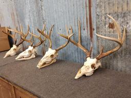 4 Whitetail Antlers On Skull