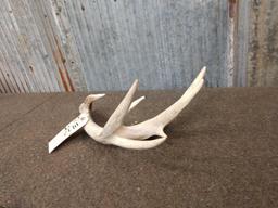 Main Frame 4 Point Whitetail Shed Antler