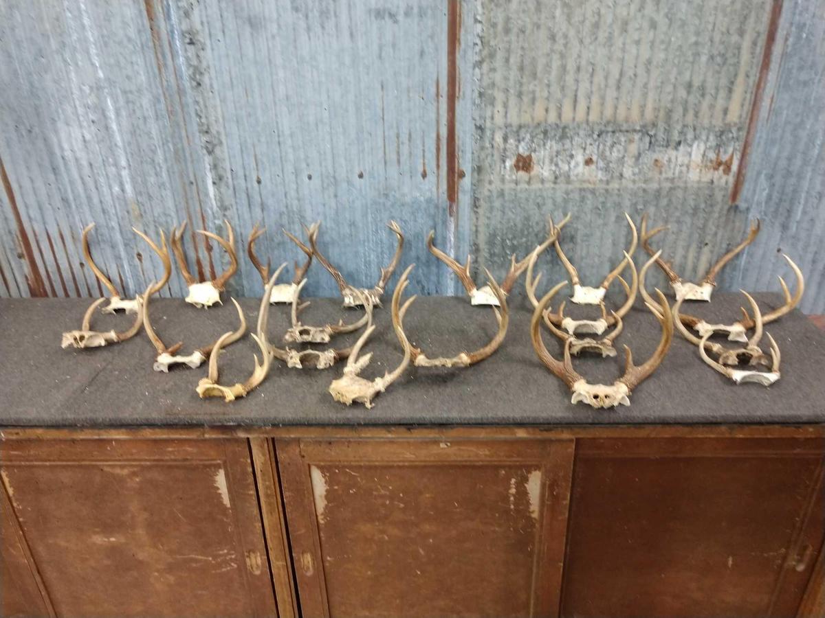 20 Sets Of Whitetail Antlers On Skull Plate