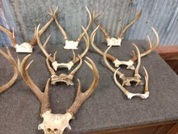 20 Sets Of Whitetail Antlers On Skull Plate