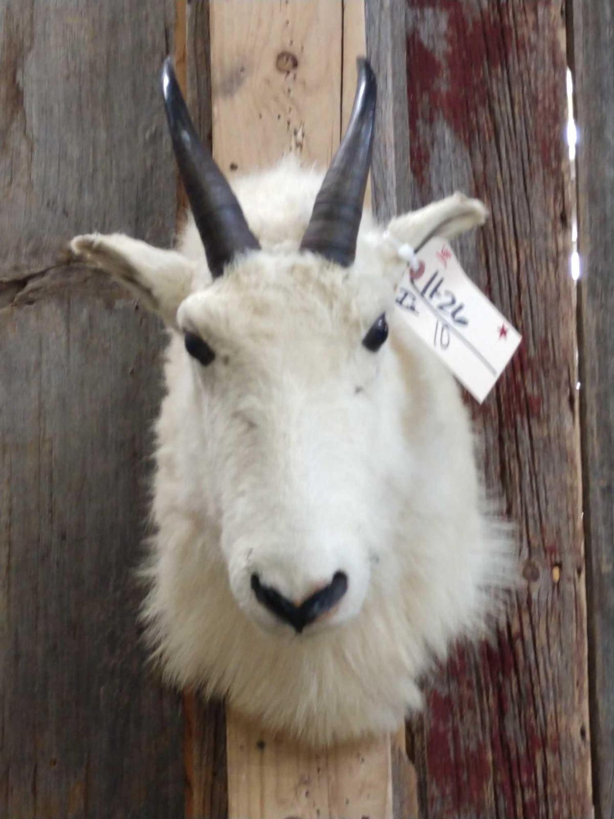 Mountain Goat Shoulder Mount Taxidermy