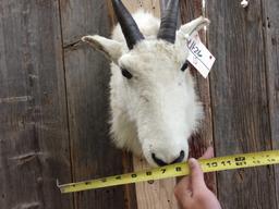 Mountain Goat Shoulder Mount Taxidermy