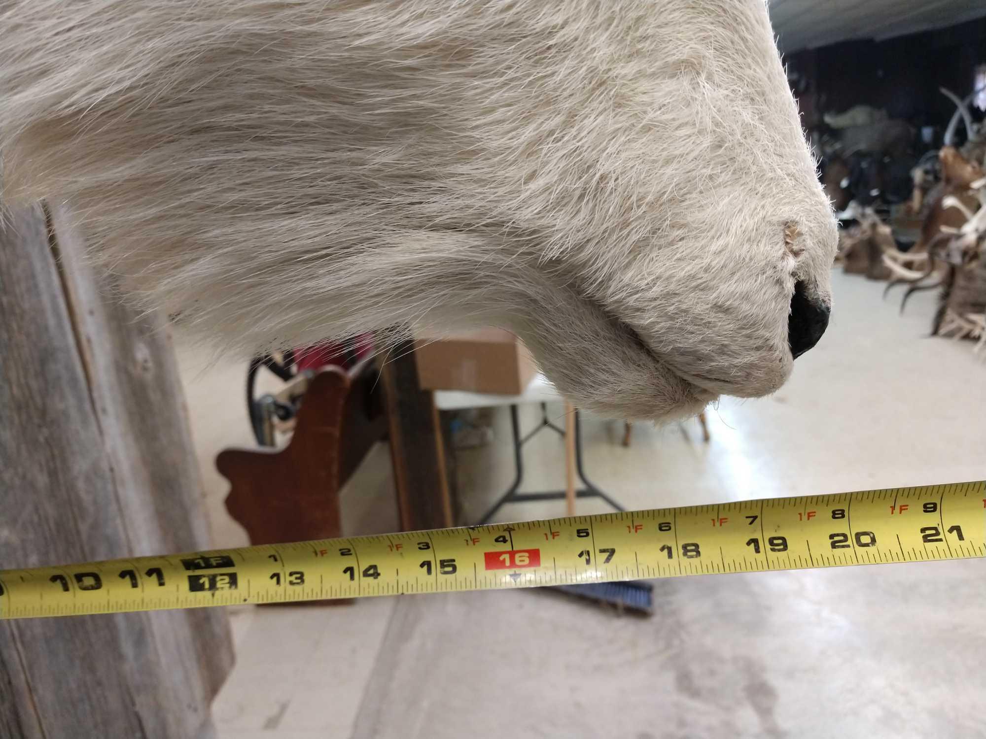 Mountain Goat Shoulder Mount Taxidermy