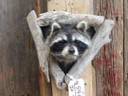 Raccoon In A Den Taxidermy