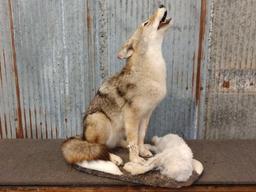 Howling Coyote With Rabbit Full Body Taxidermy Mount