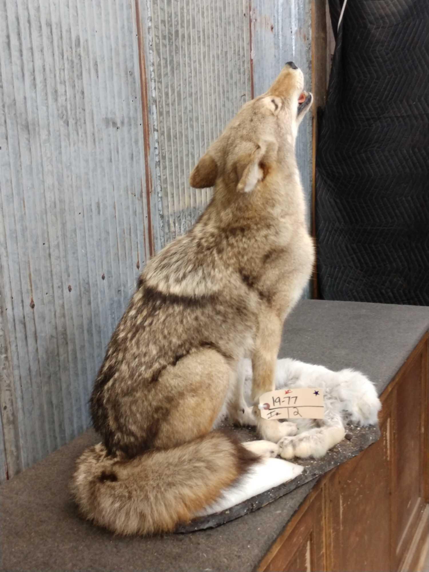 Howling Coyote With Rabbit Full Body Taxidermy Mount