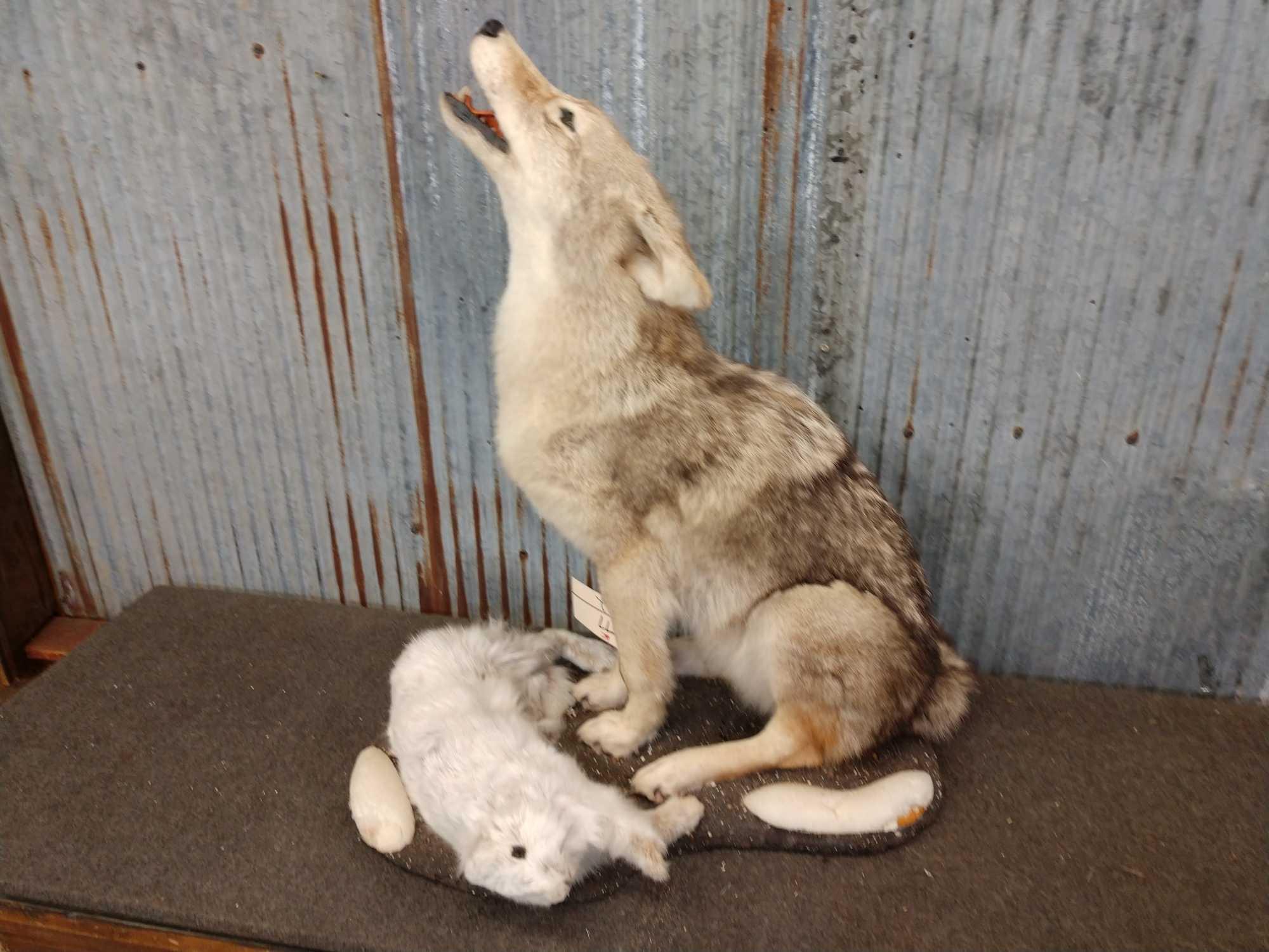 Howling Coyote With Rabbit Full Body Taxidermy Mount