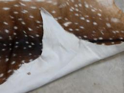 Axis Deer Soft Tanned Skin Taxidermy