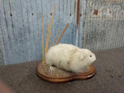 Blonde Muskrat Full Body Taxidermy Mount