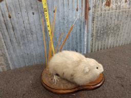 Blonde Muskrat Full Body Taxidermy Mount