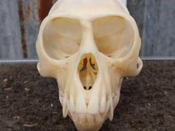 Vervet Monkey Skull Taxidermy