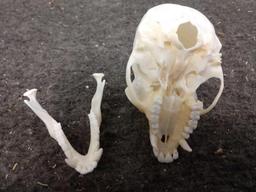 Vervet Monkey Skull Taxidermy