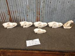 Small Animal Skulls Lot Taxidermy