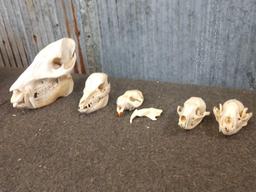 5 Skulls Taxidermy