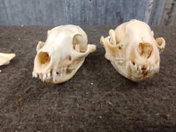 5 Skulls Taxidermy