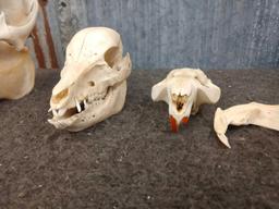 5 Skulls Taxidermy