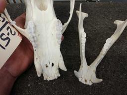 Black Bear Skull Taxidermy