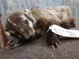 Juvenile Badger Full Body Taxidermy Mount