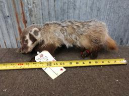 Juvenile Badger Full Body Taxidermy Mount