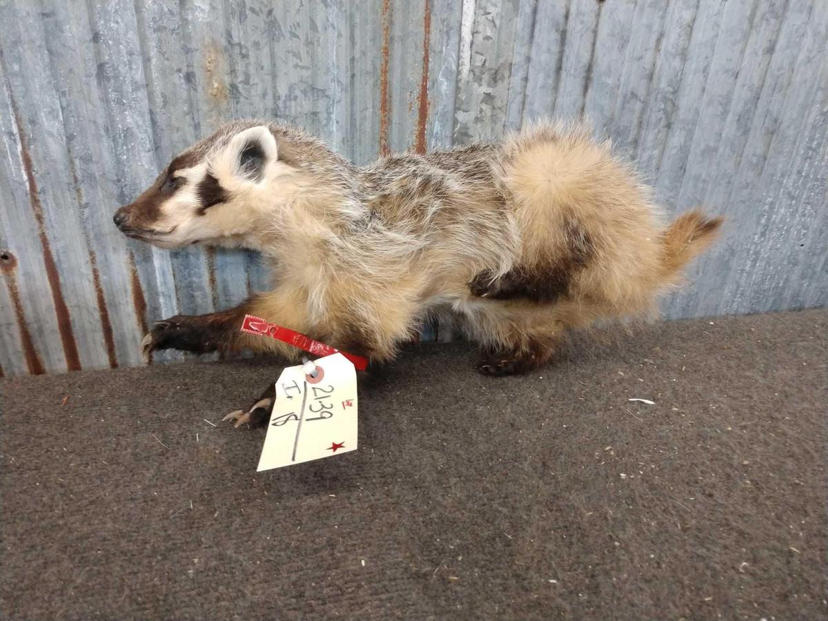 Juvenile Badger Full Body Taxidermy