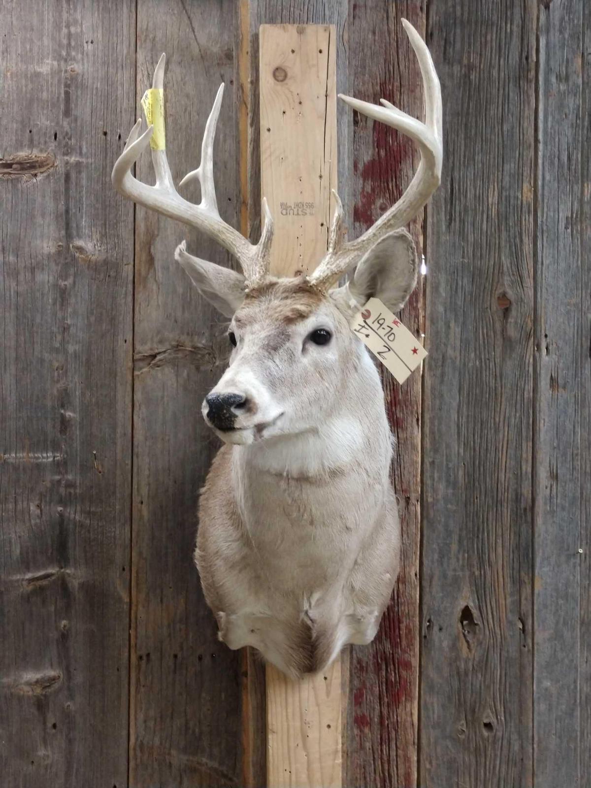 5x5 Whitetail Taxidermy Mount