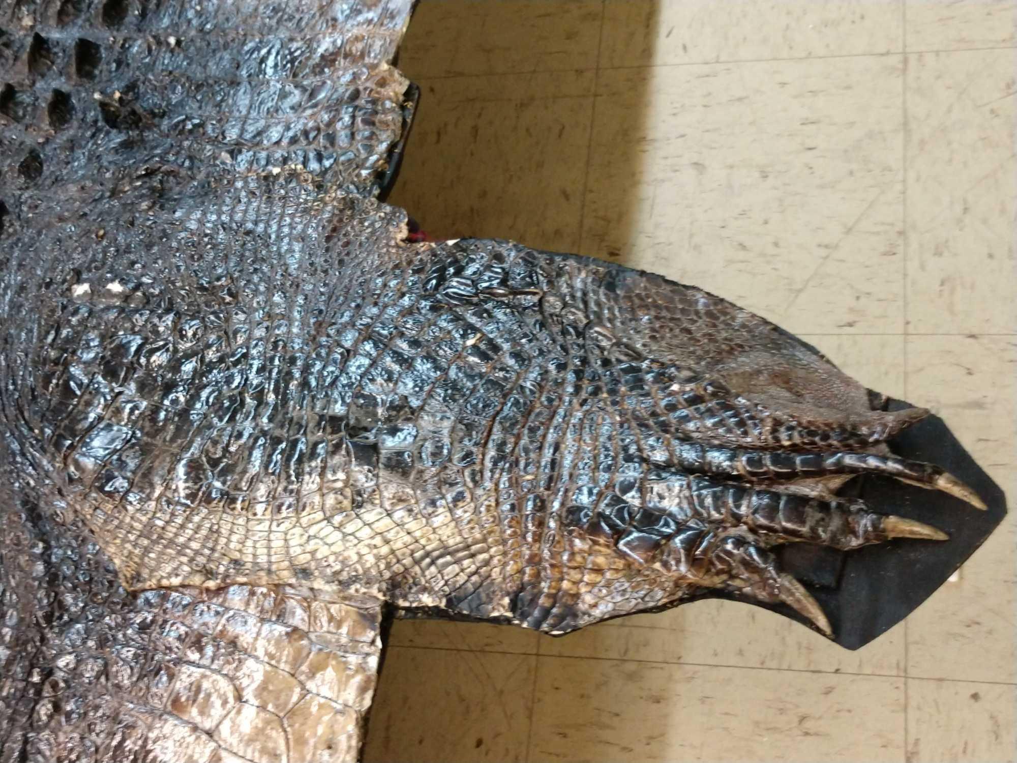 Big Alligator Taxidermy Mount