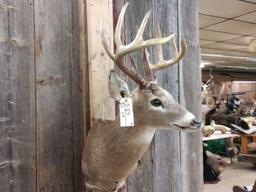 5x5 Whitetail Shoulder Mount Taxidermy