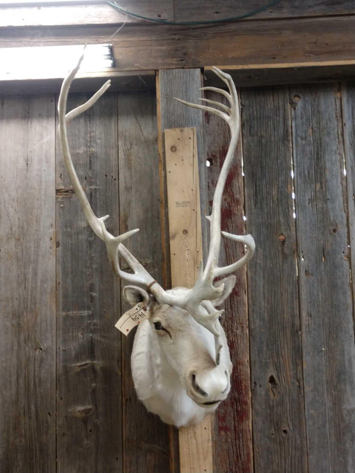 Caribou Shoulder Mount Taxidermy