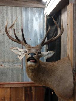 Red Stag Shoulder Mount Taxidermy