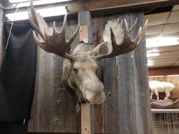 Big Moose Shoulder Mount Taxidermy