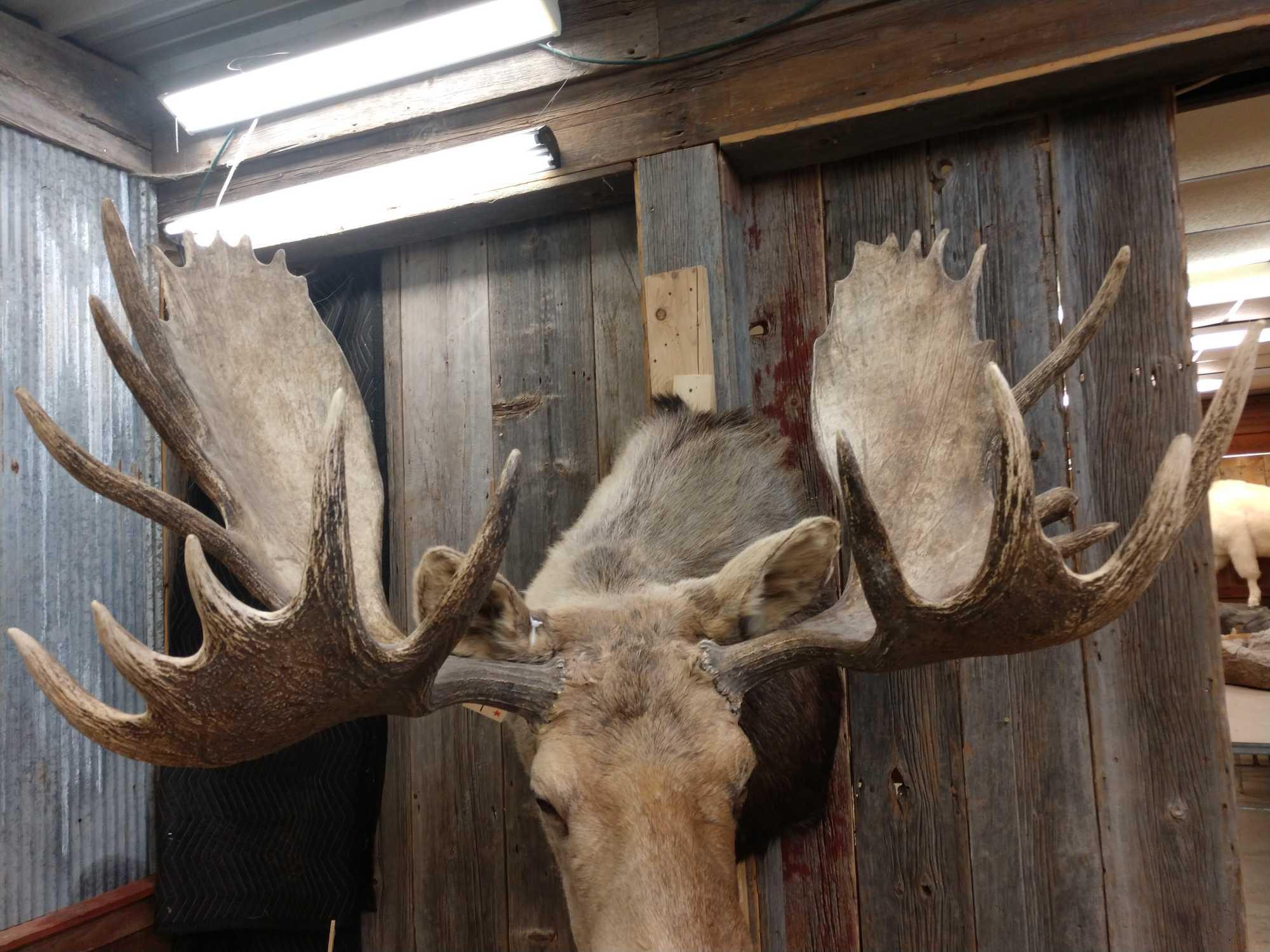 Big Moose Shoulder Mount Taxidermy