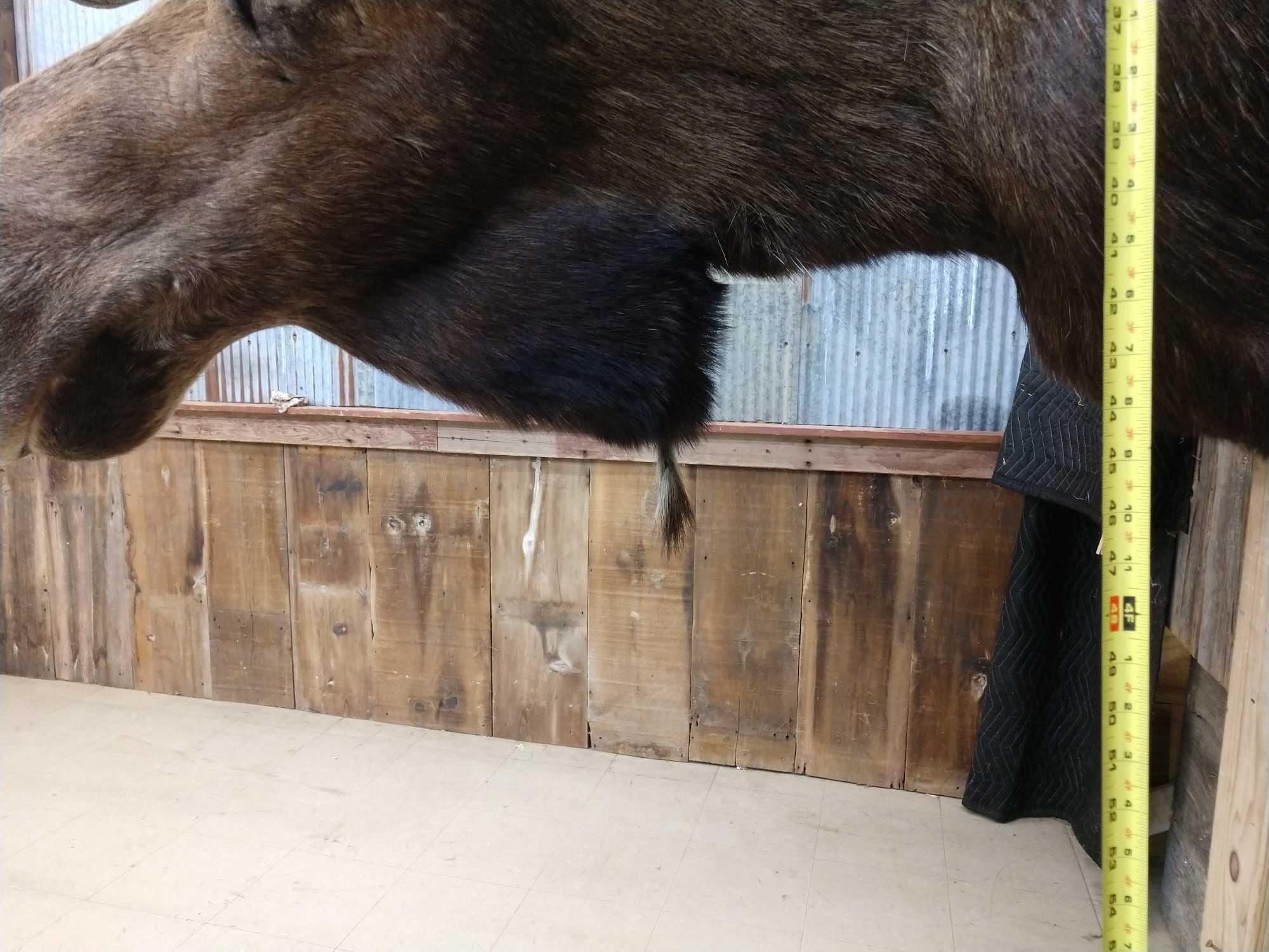 Big Moose Shoulder Mount Taxidermy