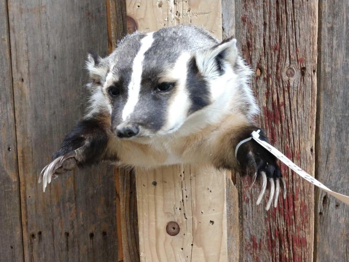 Badger Half Body Taxidermy Mount