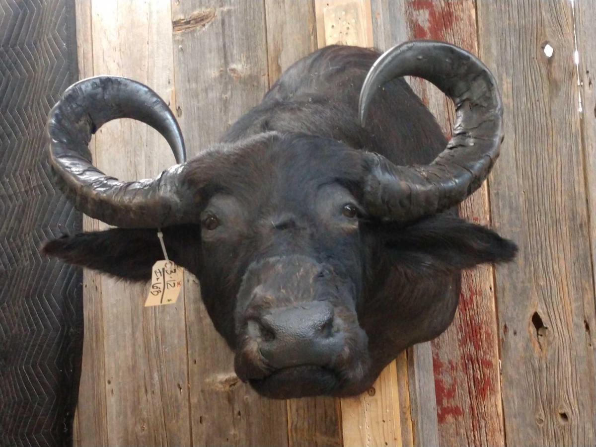 Water Buffalo Shoulder Mount Taxidermy