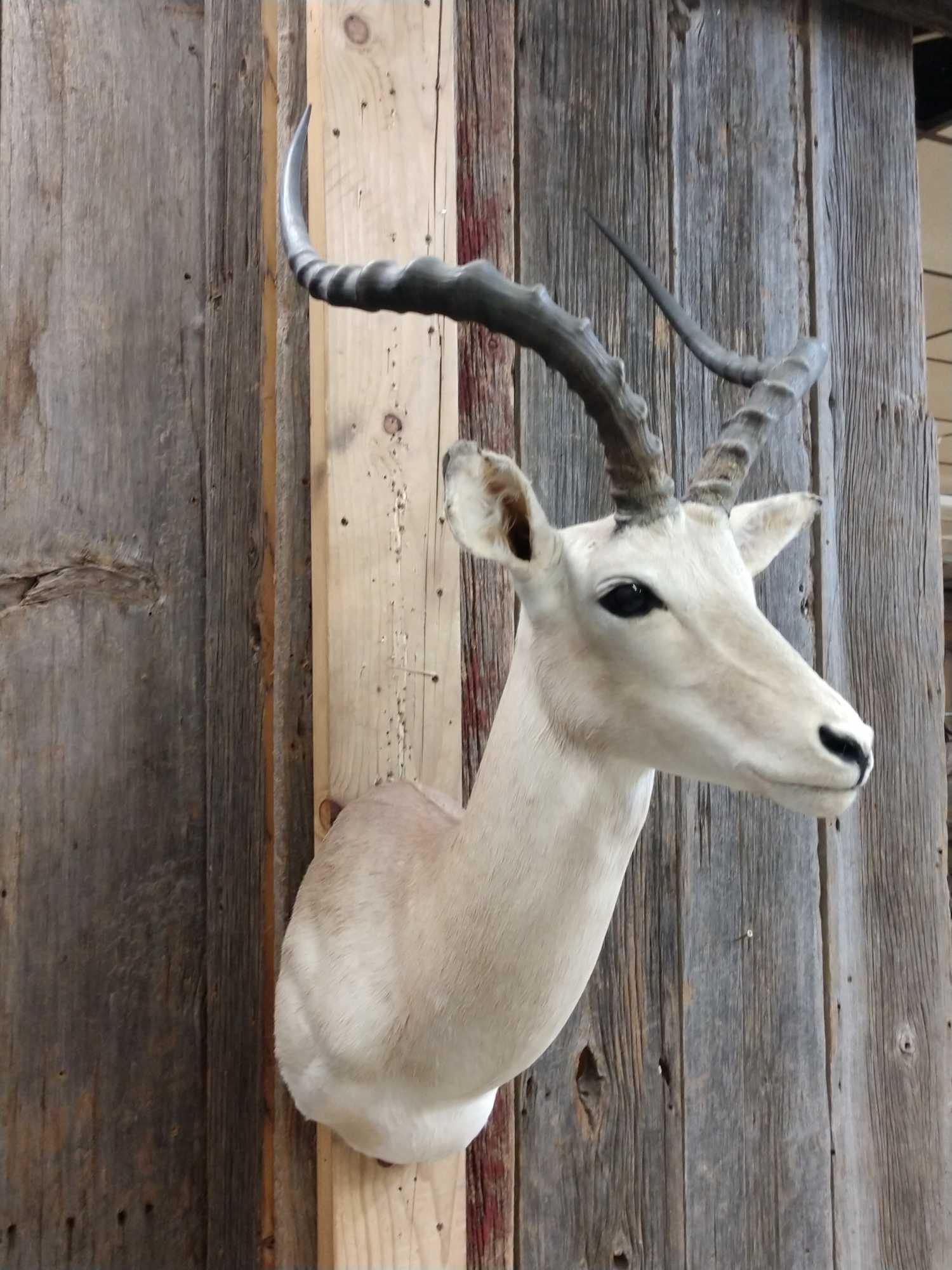 African Impala Shoulder Mount Taxidermy