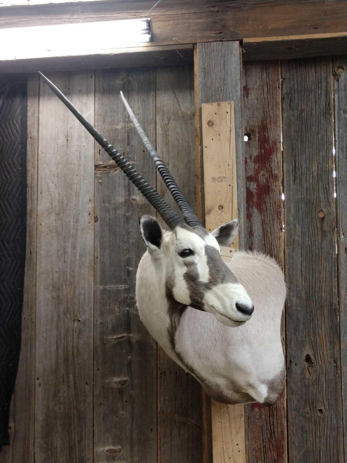 African Gemsbok Shoulder Mount Taxidermy