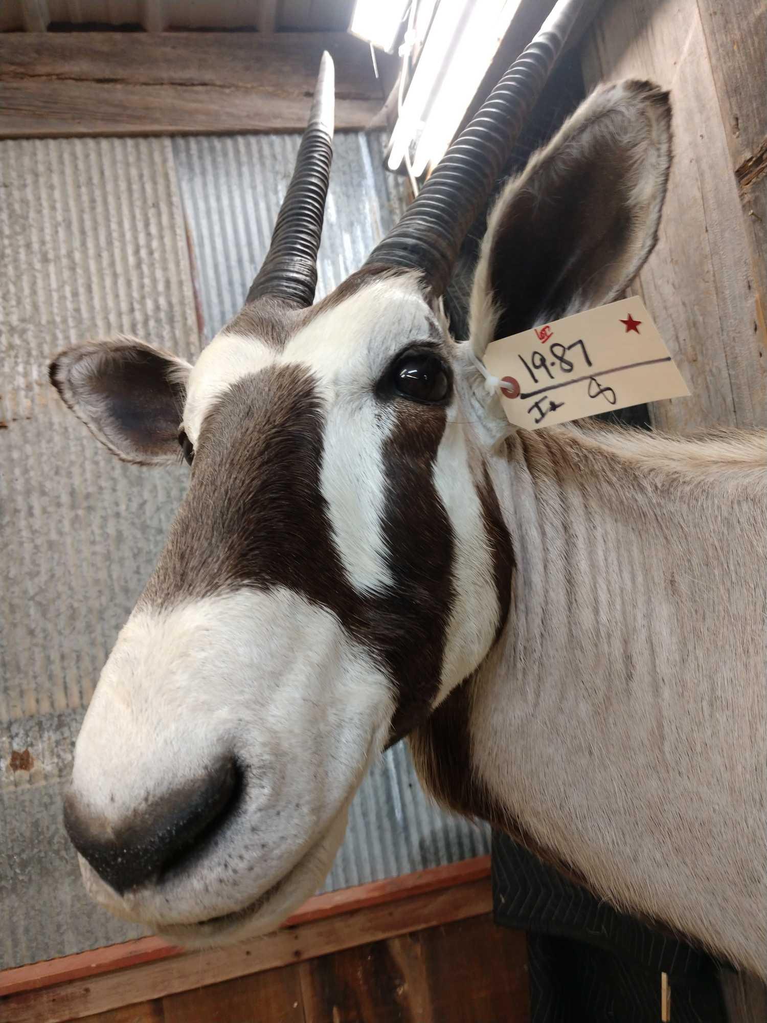 African Gemsbok Shoulder Mount Taxidermy